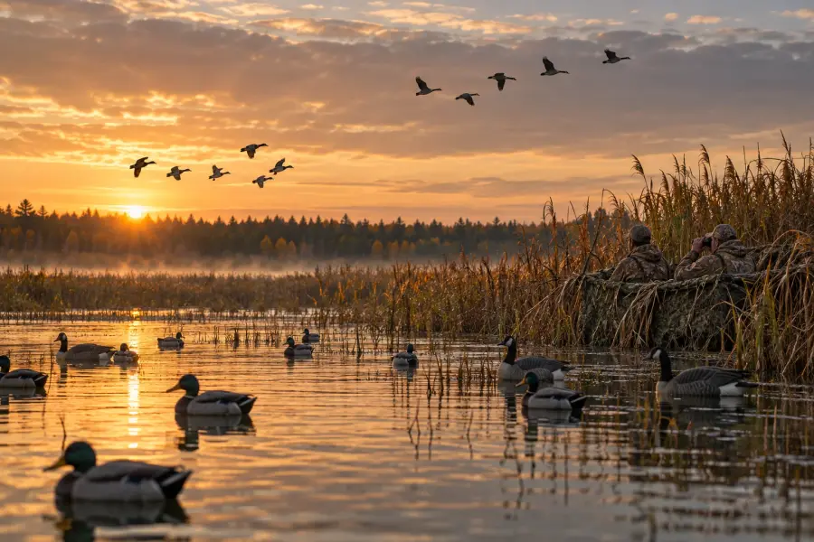 Duck and goose hunts: Geese flying over a marsh at sunrise with decoys and hunters in a blind